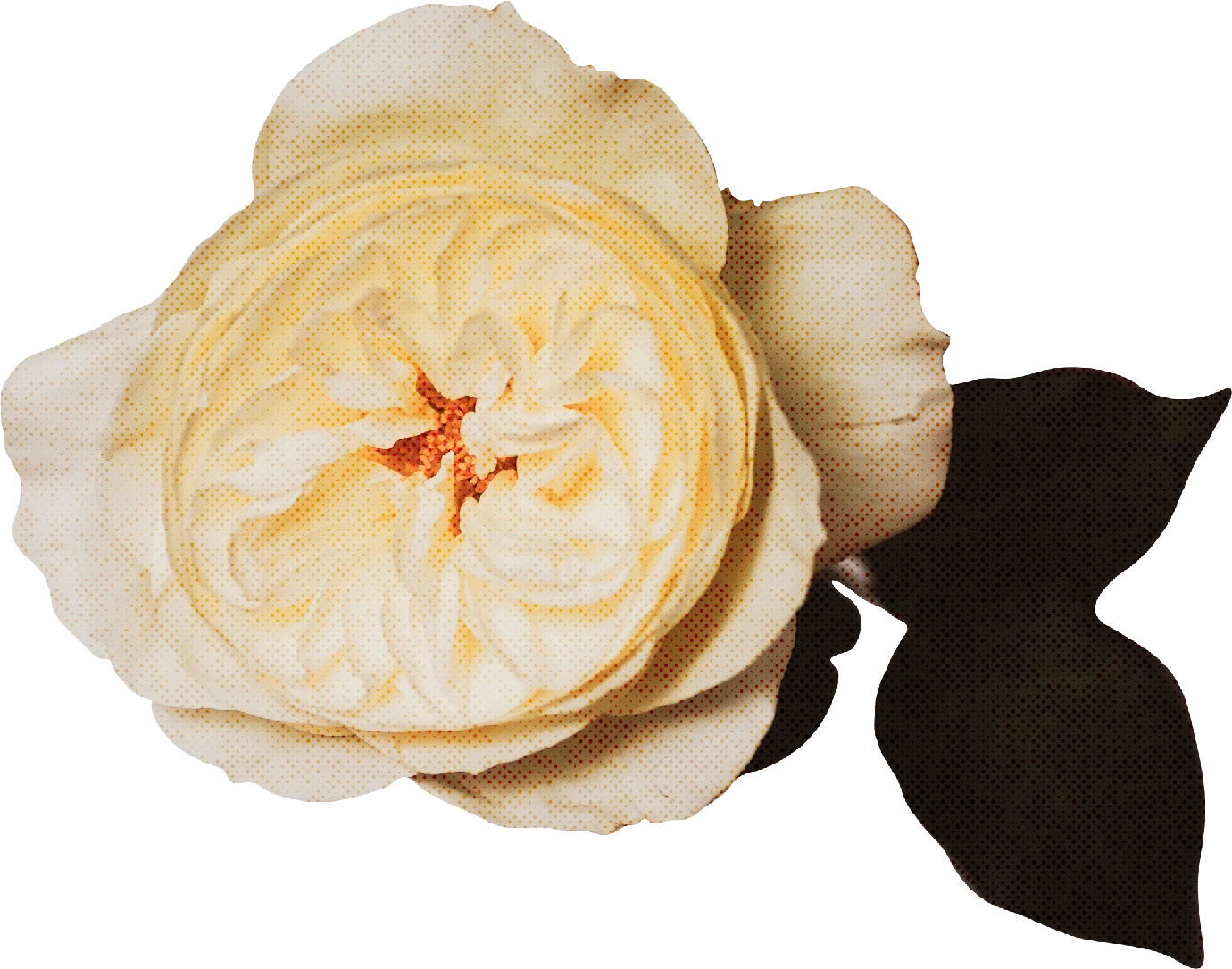 优雅复古花朵花卉植物字母装饰插画无缝背景PNG免抠手账设计素材【013】